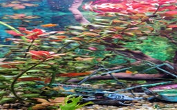 Platies fish for sale: Beautiful Orange Platy Fish Fry for Sale - Image 3