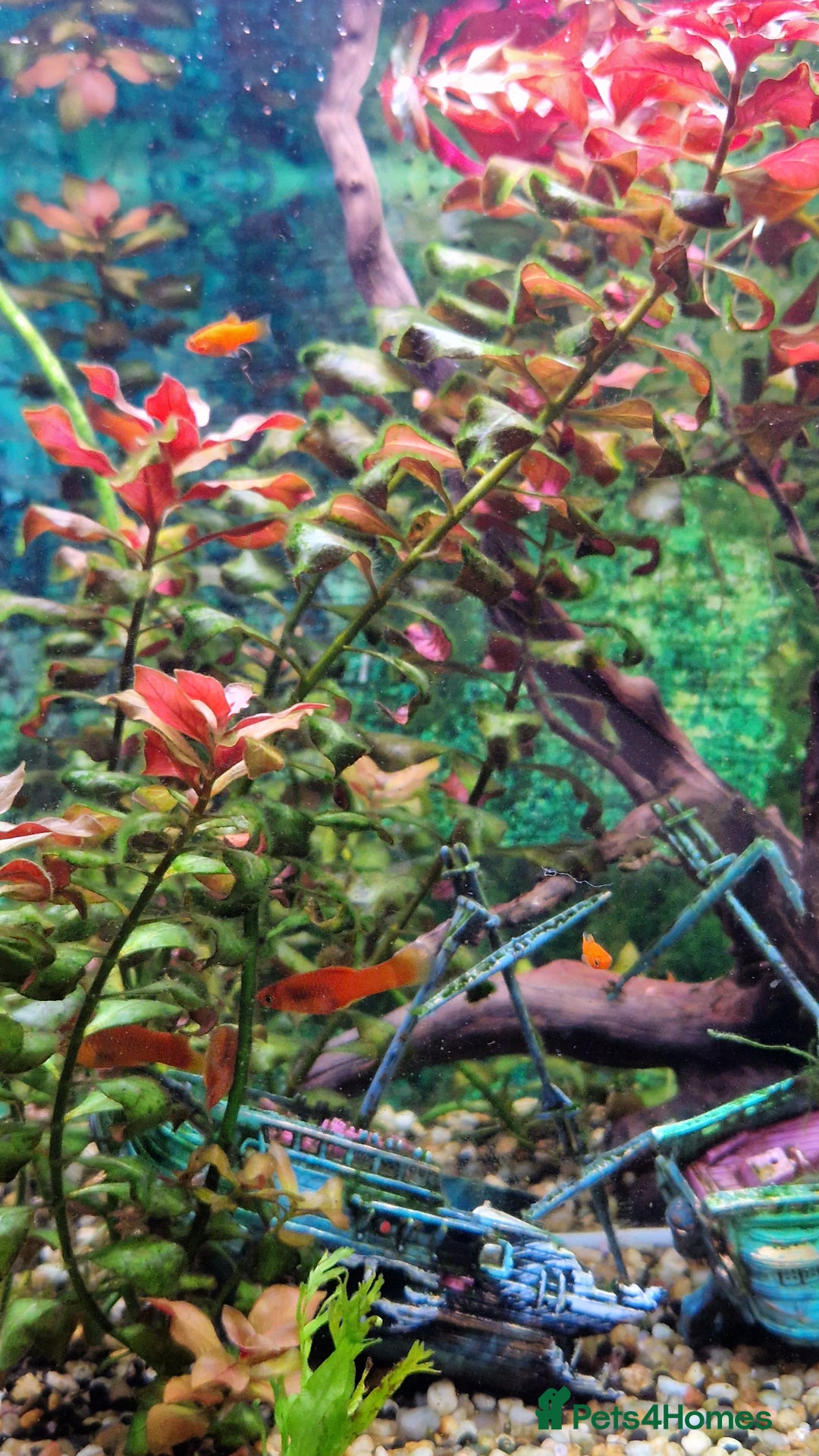 Platies fish for sale: Beautiful Orange Platy Fish Fry for Sale - Image 3