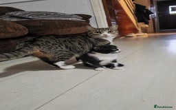 Mixed Breed cats for sale: 10 weeks old Female Kitten - Image 6