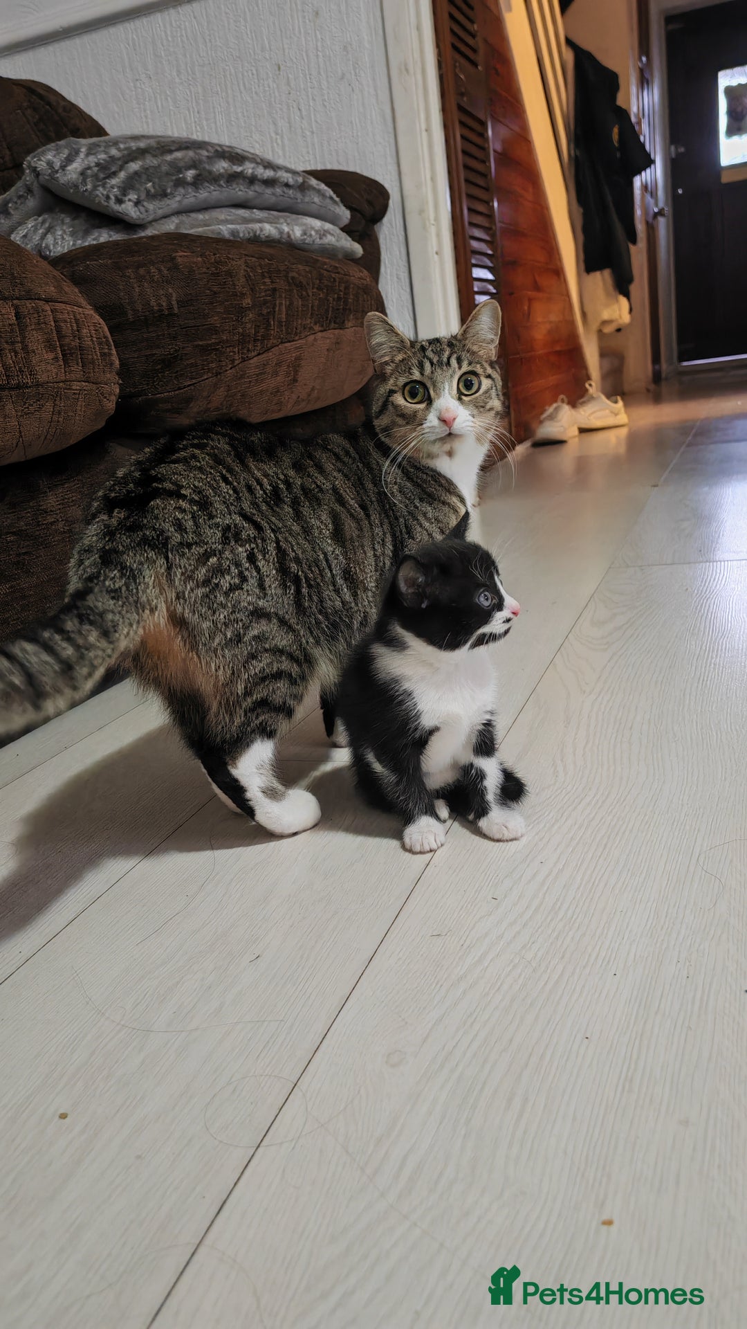 Mixed Breed cats for sale: 10 weeks old Female Kitten - Image 6