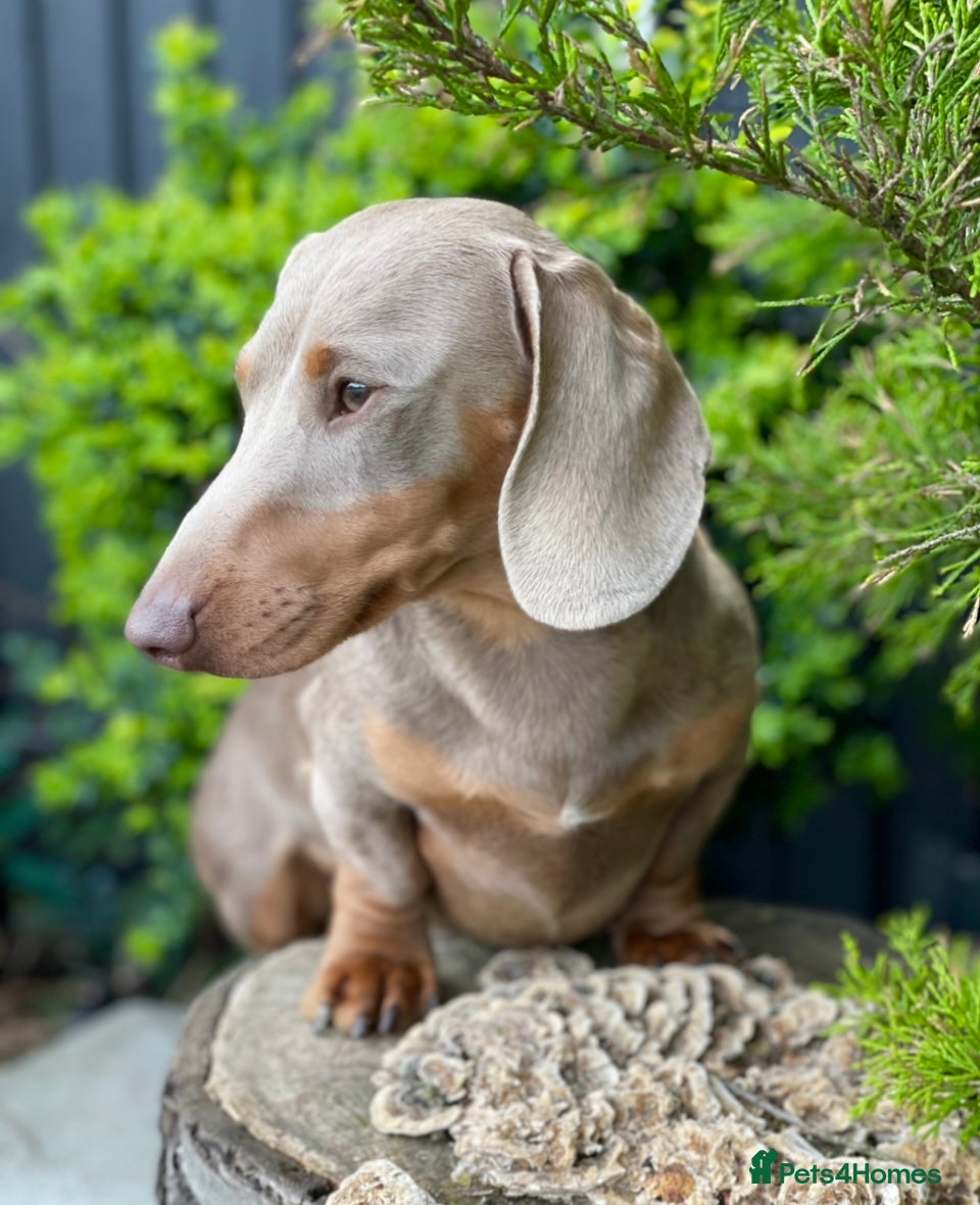 Miniature Dachshund dogs Award winning Breeder-KC lilac/Isabella Tan Smooth - Advert 1