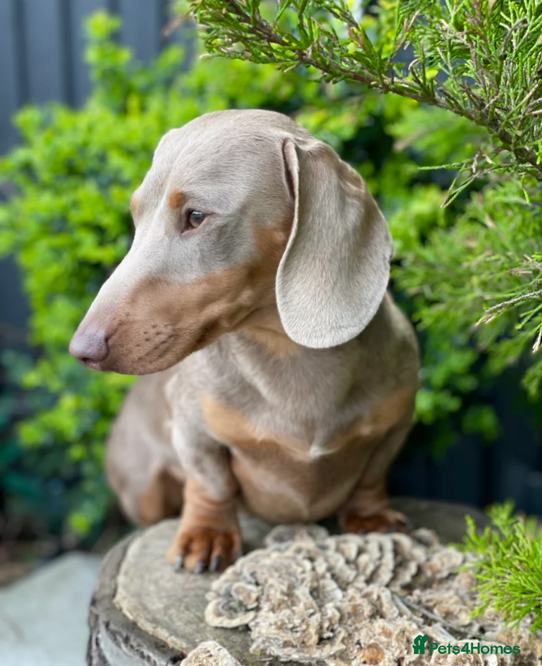 Miniature Dachshund dogs for stud: Award winning Breeder-KC lilac/Isabella Tan Smooth - Advert 1