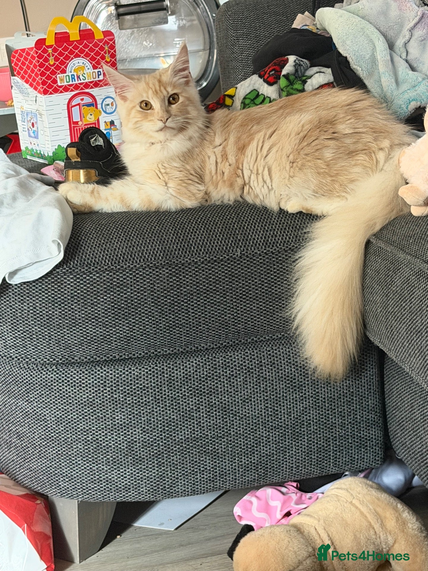 Maine Coon cats Duckie my Maine coon female - Advert 1