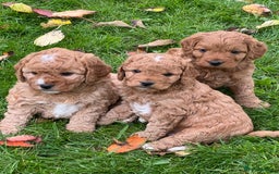 Cockapoo dogs for sale: F1b Toy Cockapoos 5⭐️ Licensed Breeder DNA Clear - Image 1
