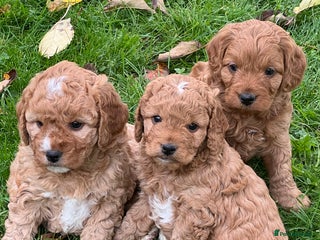 Cockapoo dogs - Advert 6