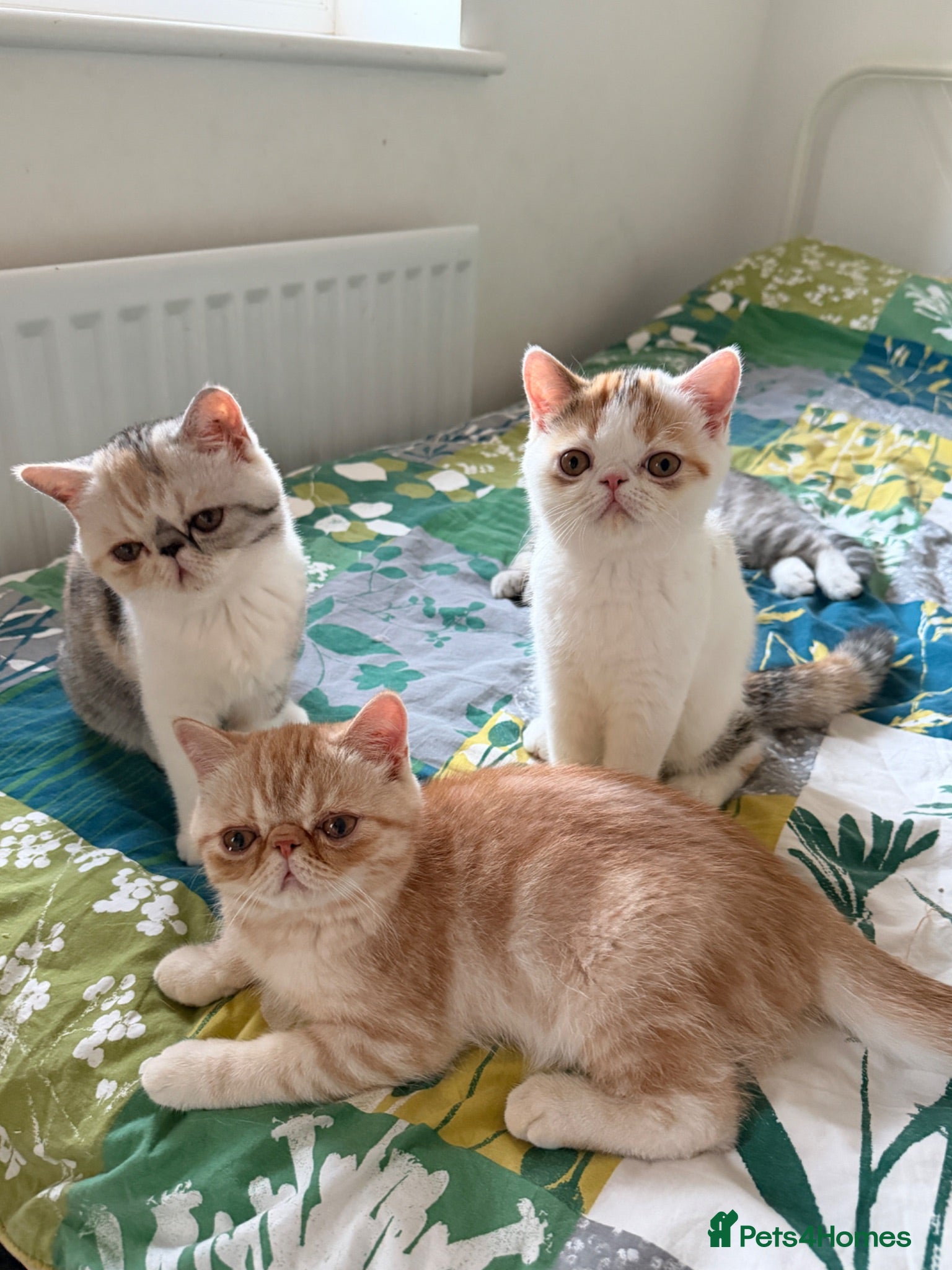 Exotic cats Gorgeous GCCF reg. kittens from Champions parents  - Advert 6