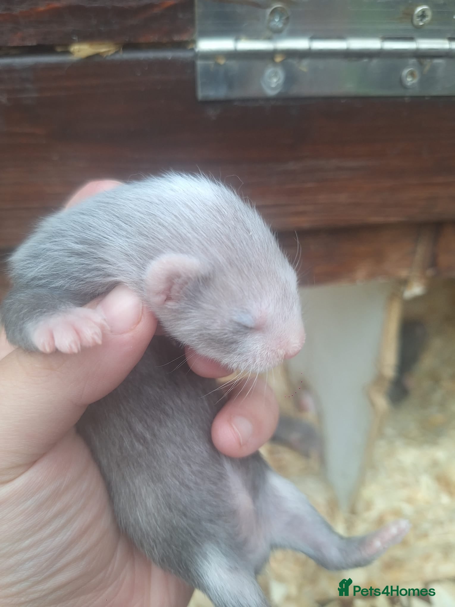 Ferret rodents silver x polecat kits  - Advert 1