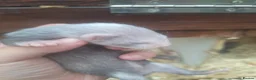 Ferret rodents for sale: silver x polecat kits  in Ulverston - Advert 1