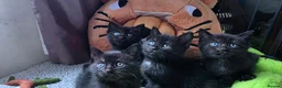 Scottish Fold cats for stud: We have 5 adorable kittens for sale  in Darlington - Advert 15