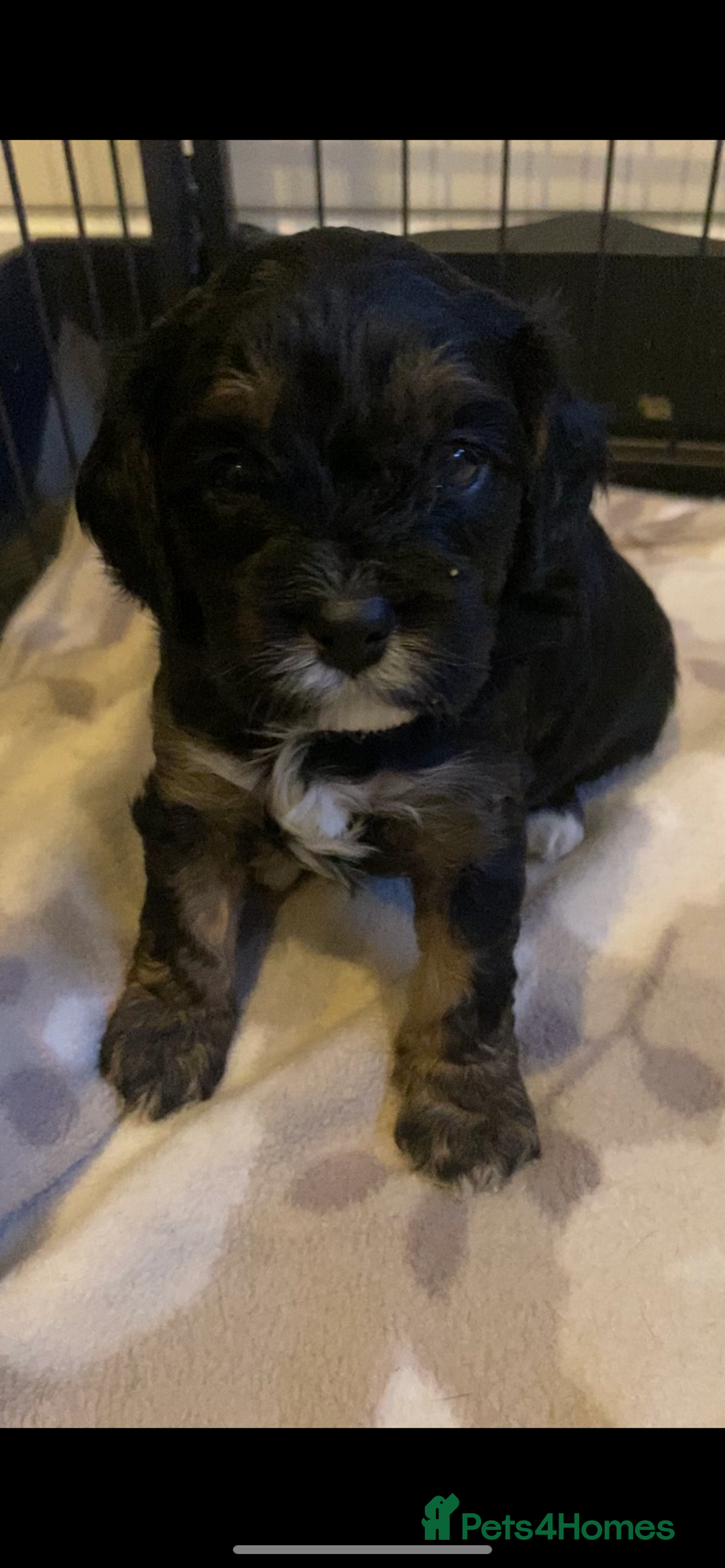 Cavapoo dogs for sale: Beautiful F1 cavapoos phantom 3 girls left 💜💖❤️ - Image 12
