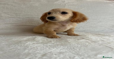 Miniature Dachshund dogs - Advert 9