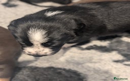 Border Collie dogs for sale: Collie mix puppies looking for their families! - Image 16