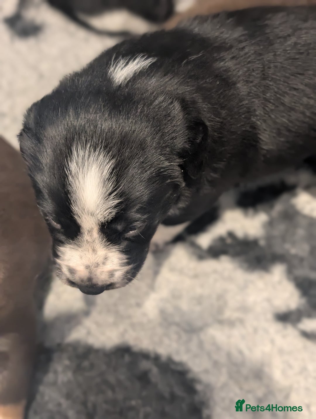 Border Collie dogs for sale: Collie mix puppies looking for their families! - Image 16