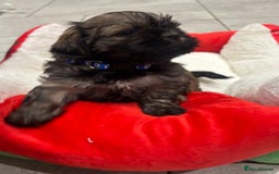 Shih Tzu dogs for sale: Beautiful Shih Tzu puppies - Image 16