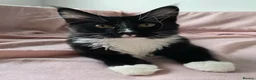 Maine Coon cats for sale: Maine Coon boy looking for forever home.  - Advert 6