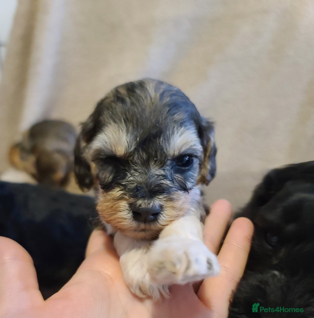 Cockapoo dogs for sale: Super Socialised F1 Cockapoo Puppies. DNA TESTED.  - Image 28