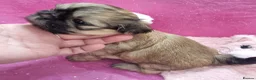 Shih Tzu dogs for sale: Kc reg Stunning small baby boys/girl - Advert 10