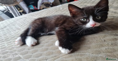 Mixed Breed cats - Advert 7