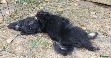 Mixed Breed dogs - Advert 3