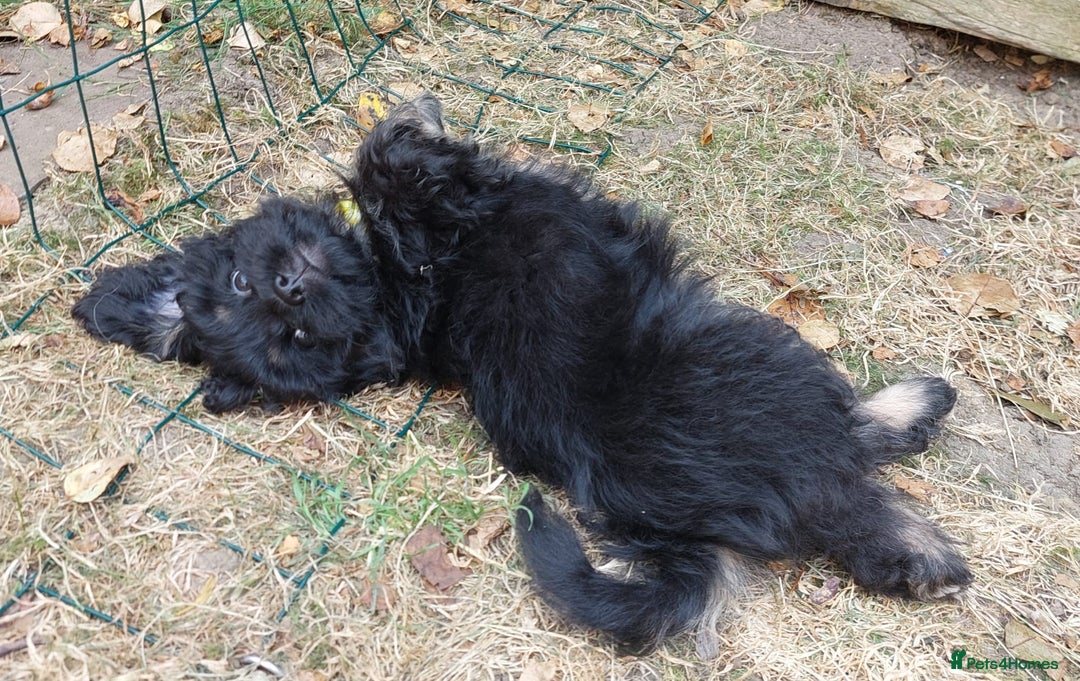 Mixed Breed dogs for sale: Poodle-Pekingese (peekapoo) pups. Fully vaccinated - Image 12