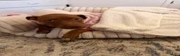 Mixed Breed dogs for sale: Lumi  - Advert 5