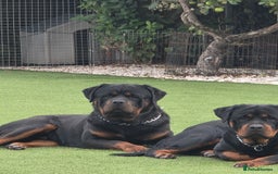 Rottweiler dogs for sale: True Quality Rottweiler Female Puppy  - Image 9