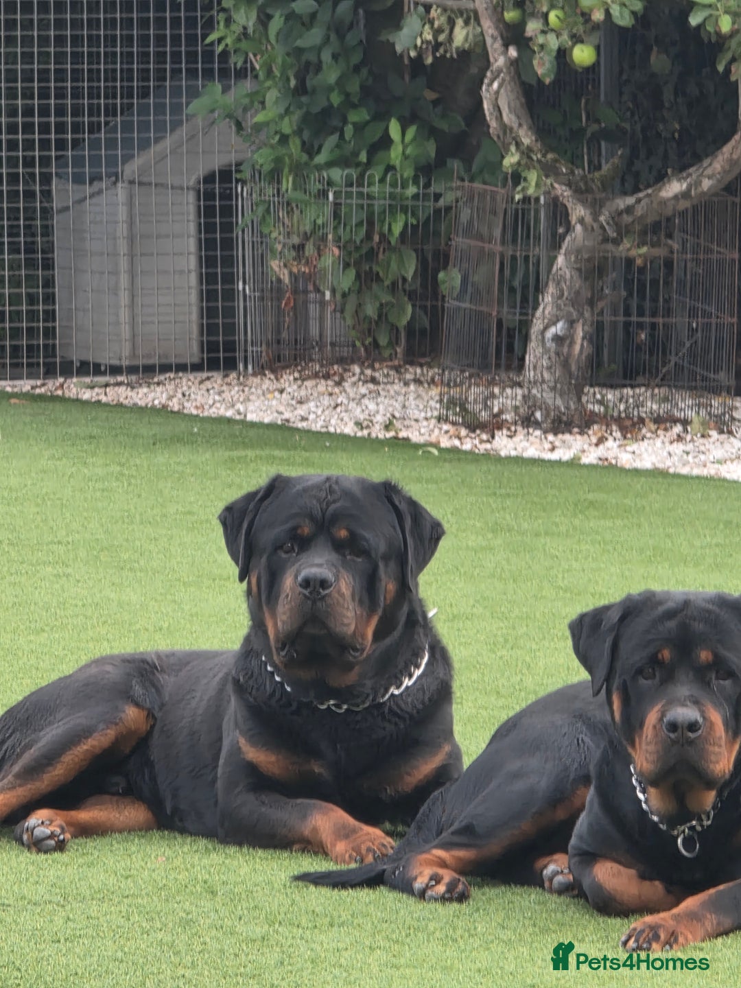 Rottweiler dogs for sale: True Quality Rottweiler Female Puppy  - Image 9