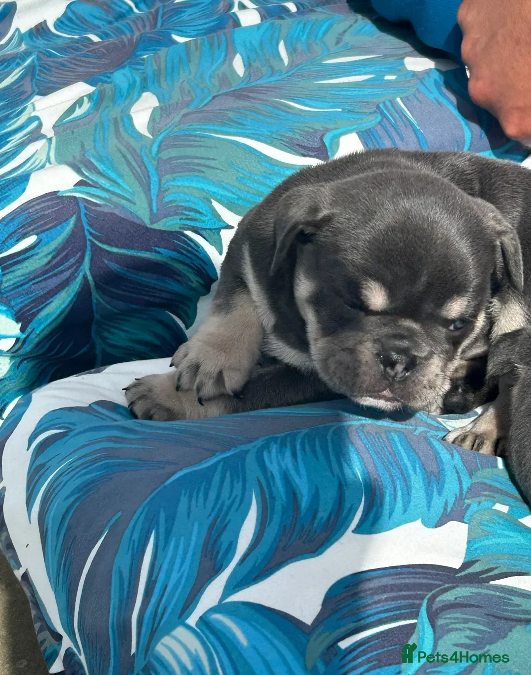 Mixed Breed dogs for sale:  Beautiful F1 Freelance Bulldogs Puppies! - Advert 6