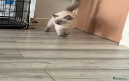 Ragdoll cats for sale: GCCF Ragdoll kittens beautiful litter  - Image 11