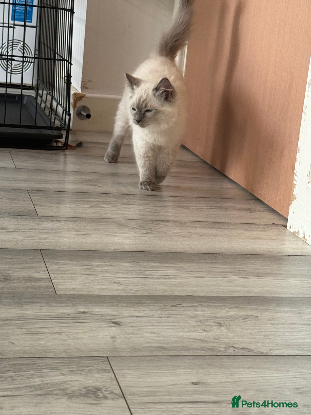 Ragdoll cats for sale: GCCF Ragdoll kittens beautiful litter  - Image 11