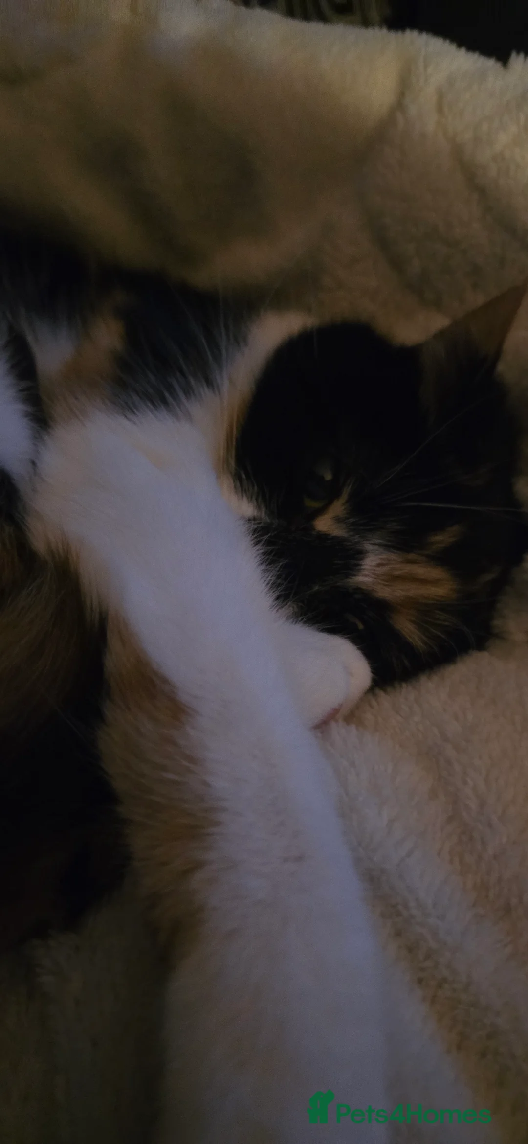 Brazilian Shorthair cats for sale: Calico Cat - Advert 1