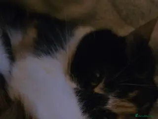 Brazilian Shorthair cats Calico Cat - Advert 1