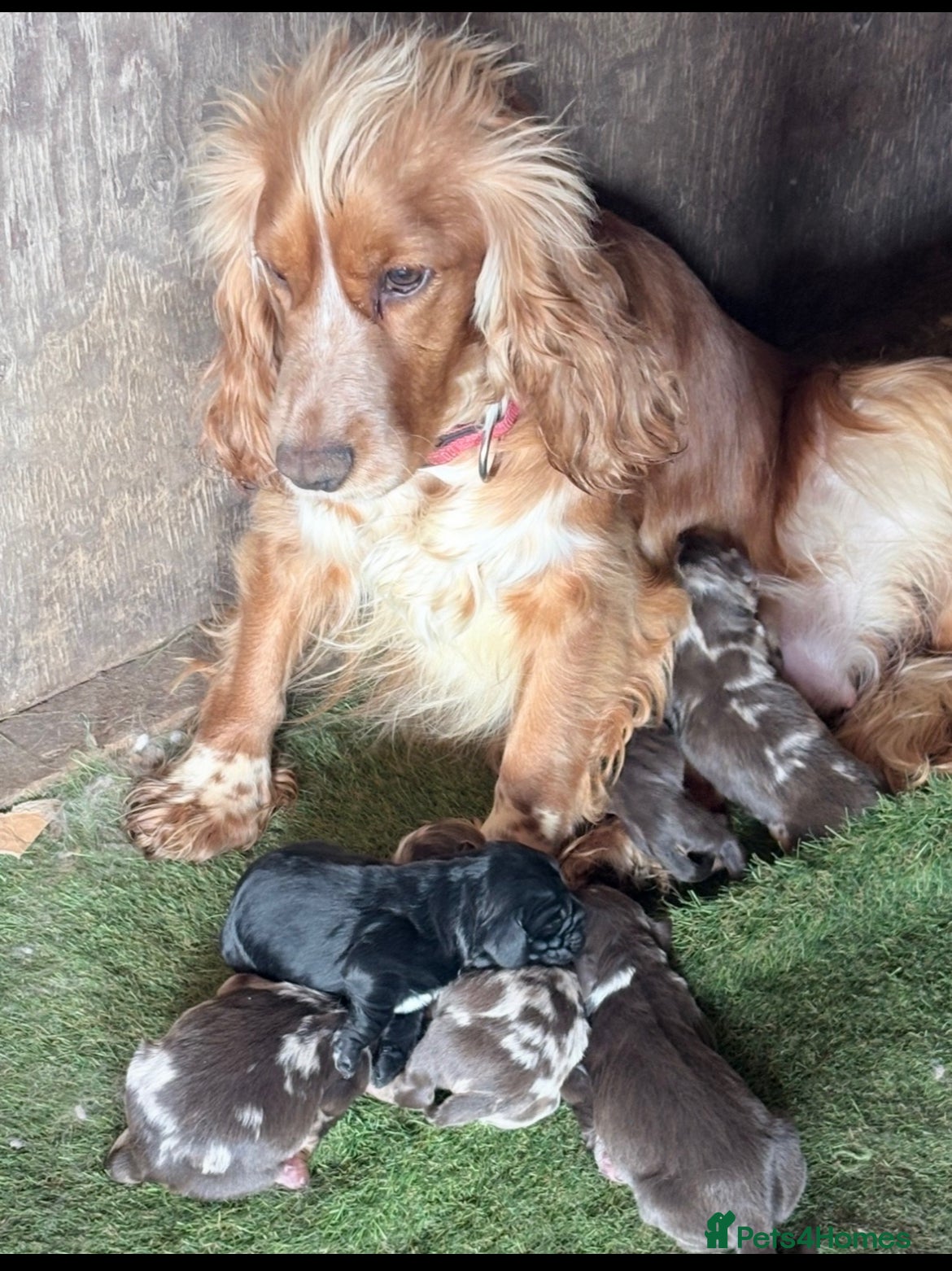 Cocker Spaniel dogs for sale: Cocker spaniel show type puppies  - Advert 17