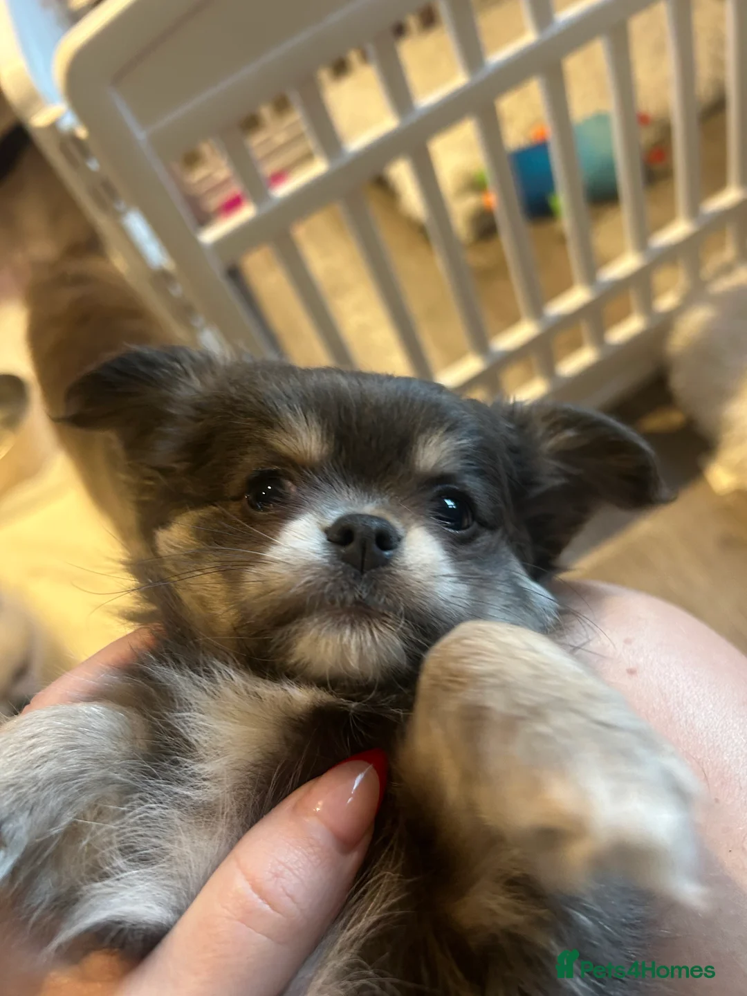 Chihuahua dogs for sale: READY NOW - chihuahua puppies smooth & long - Advert 40