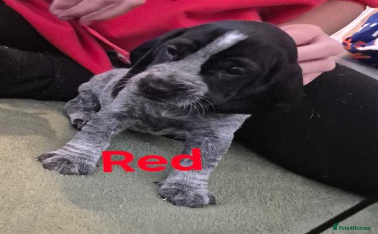 Mixed Breed dogs - Advert 1
