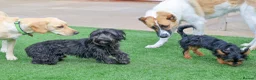 Mixed Breed dogs for adoption: Heavenly Heidi - Advert 9
