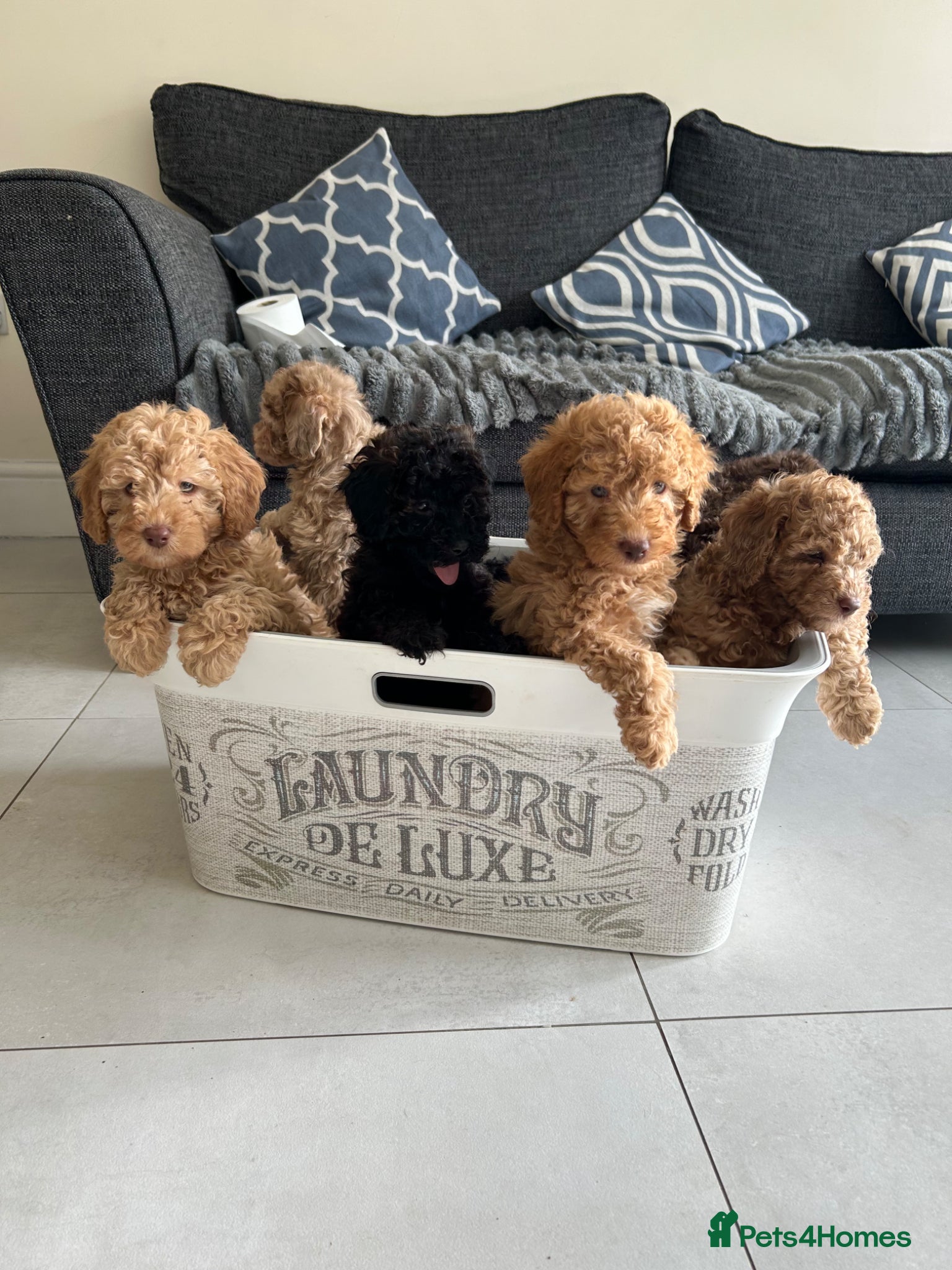 Cavapoo dogs Cavapoo boys and girls  - Advert 5