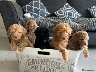 Cavapoo dogs Cavapoo boys and girls - Advert 5