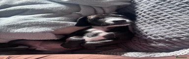 Mixed Breed 6