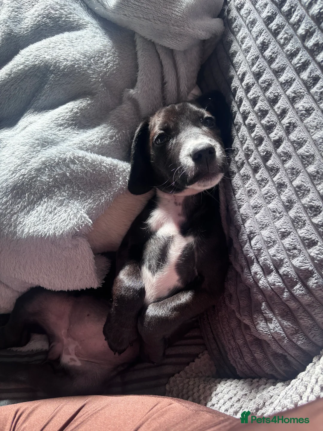 Mixed Breed dogs for sale: Luna sprocker x pattersdale terrier  - Advert 2