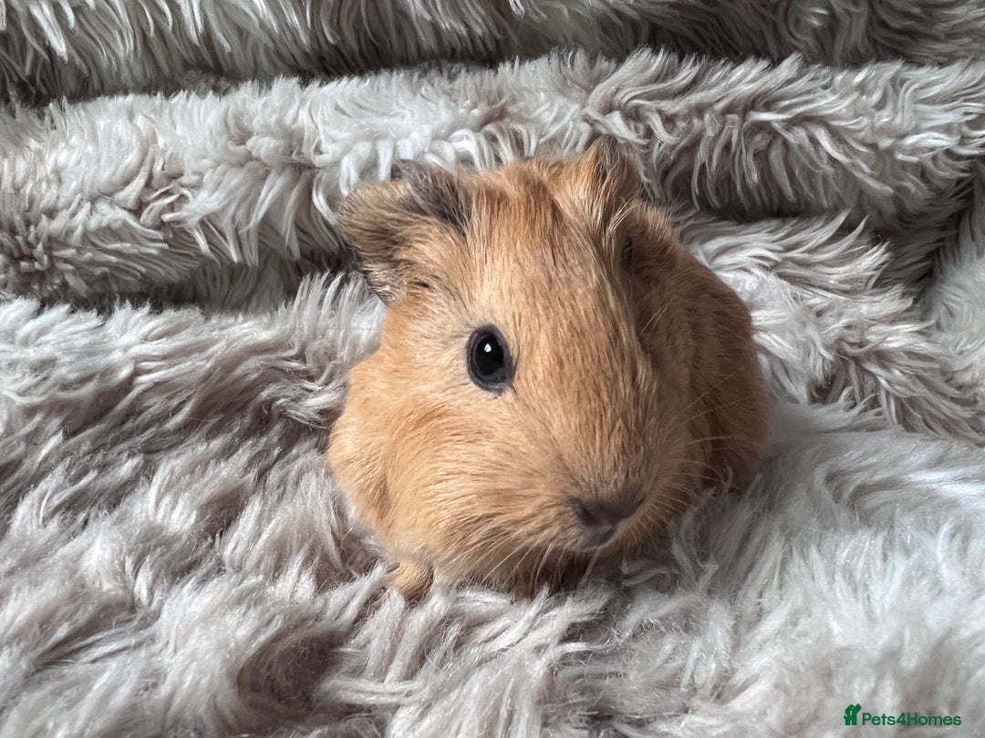 Guinea Pig rodents for sale: Baby guinea pigs Sows& Boars are can be reserved - Advert 4