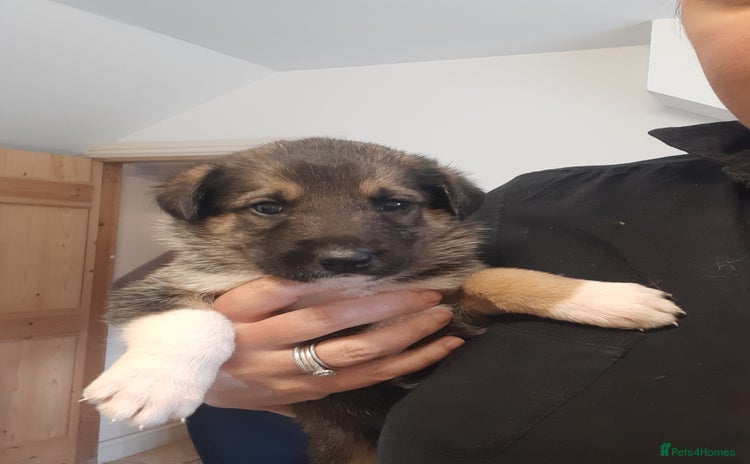 Mixed Breed dogs - Advert 3