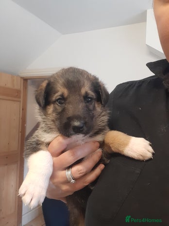 Mixed Breed dogs - Advert 16