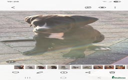 Mixed Breed dogs for sale: Ready to collect – Cane Corso x Staffy puppies  - Image 11