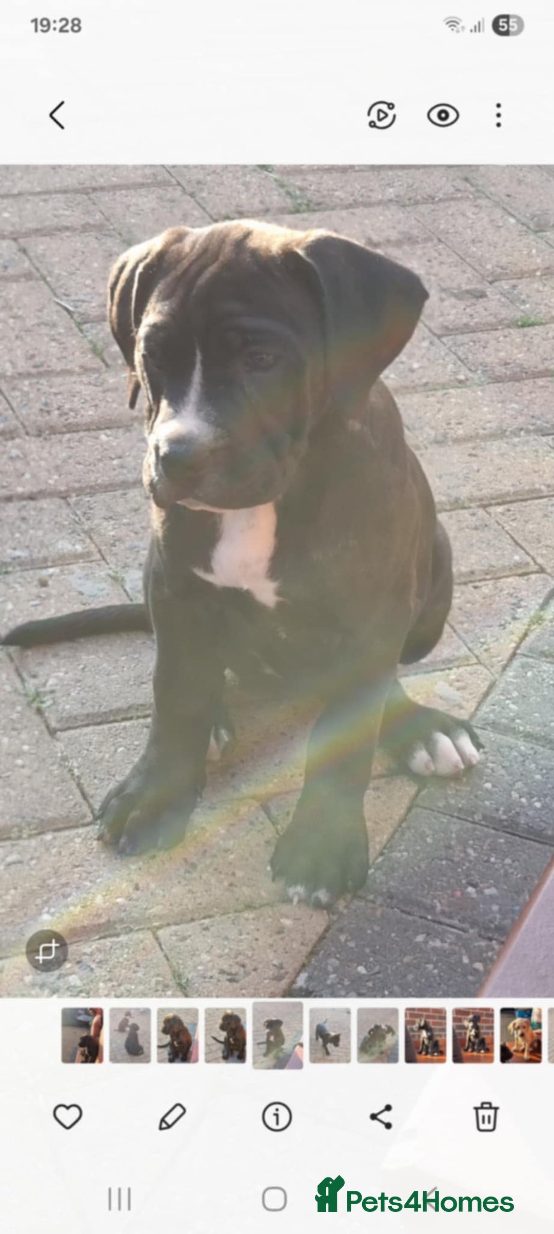 Mixed Breed dogs for sale: Ready to collect – Cane Corso x Staffy puppies  - Image 11