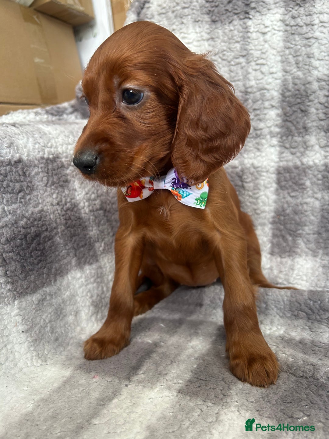 Irish Setter dogs for sale: Stunning litter of kc reg irish setters  - Image 4
