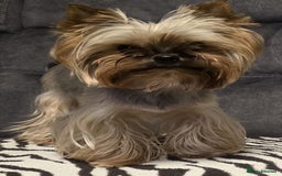 Yorkshire Terrier dogs for sale: Miniature Yorkshire Terrier Puppies - Image 5
