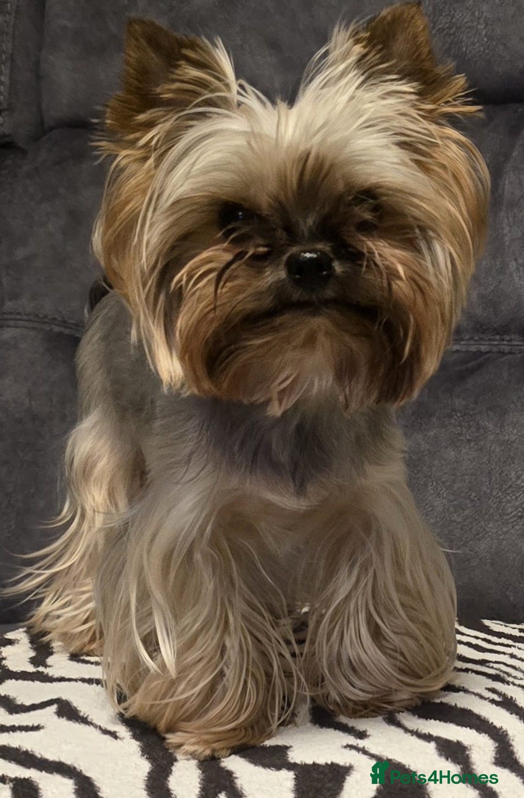 Yorkshire Terrier dogs for sale: Miniature Yorkshire Terrier Puppies - Image 5