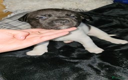 Mixed Breed dogs for sale: American akita x staffy pups for sale  - Image 2