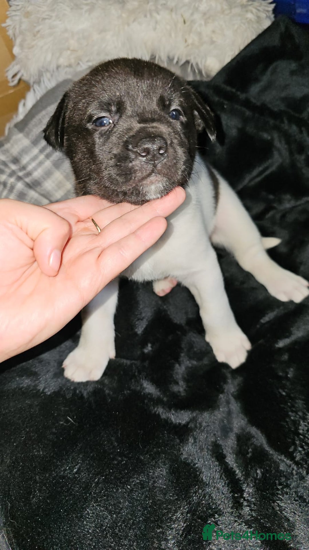 Mixed Breed dogs for sale: American akita x staffy pups for sale  - Image 2